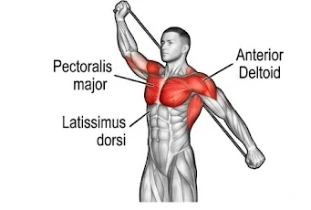 Band shoulder dislocation anatomy diagram highlighting pectoralis major, anterior deltoid, and latissimus dorsi during overhead arc.