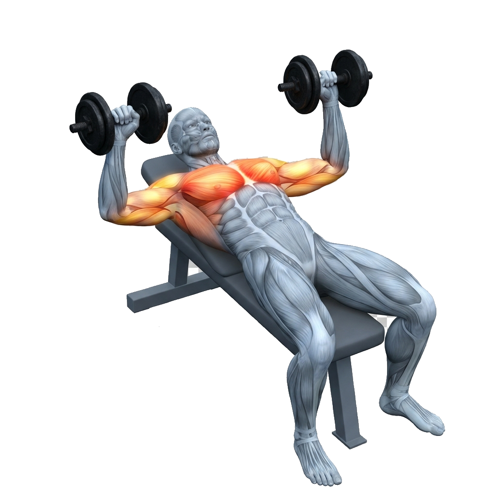 Flat dumbbell press anatomy diagram.