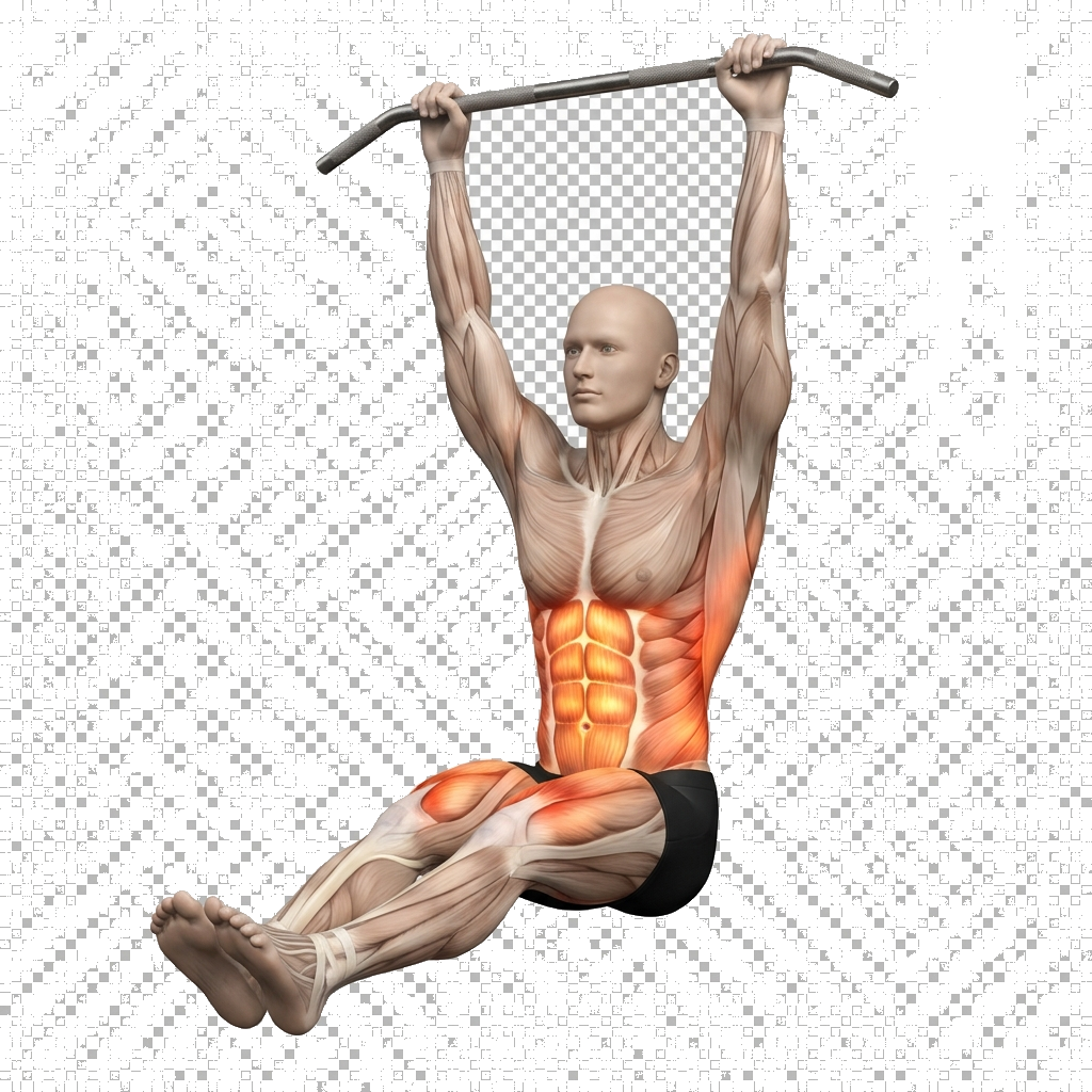 Hanging leg raise (controlled) anatomy diagram.