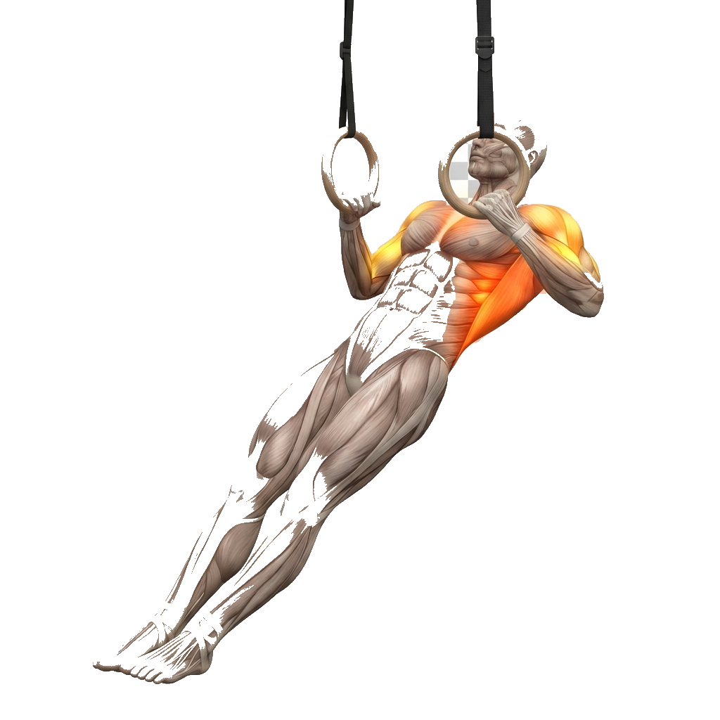 Inverted row (BW, ring or bar) anatomy diagram.